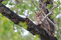 Great Horned Owl